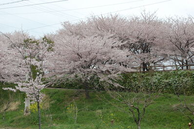 桜並木